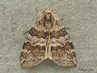  65.014 Oak Lutestring Copyright Martin Evans 