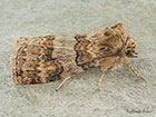  65.014 Oak Lutestring Copyright Martin Evans 