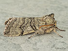  65.016 Yellow Horned Copyright Martin Evans 
