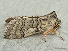  65.016 Yellow Horned form Copyright Martin Evans 