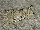  65.016 Yellow Horned form Copyright Martin Evans 