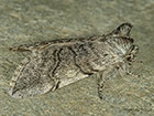  65.016 Yellow Horned form Copyright Martin Evans 