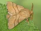  66.003 Lackey Copyright Martin Evans 