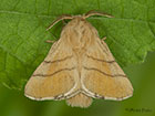  66.003 Lackey Copyright Martin Evans 