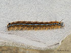  66.003 Lackey larva 43mm Copyright Martin Evans 