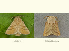  66.003 Lackey and Ground Lackey Copyright Martin Evans 