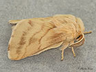  66.004 Ground Lackey Copyright Martin Evans 