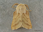  66.004 Ground Lackey Copyright Martin Evans 