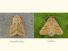  66.004 Ground Lackey and Lackey Copyright Martin Evans 
