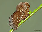  66.005 Small Eggar Copyright Martin Evans 