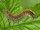  66.006 Grass Eggar larva 45mm Copyright Martin Evans 