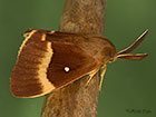  66.007 Oak Eggar Copyright Martin Evans 