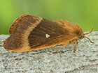  66.007 Oak Eggar female Copyright Martin Evans 