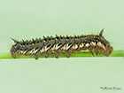  66.010 Drinker larva length 44mm Copyright Martin Evans 