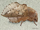  66.011 Small Lappet Copyright Martin Evans 