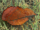 66.012 Lappet Copyright Martin Evans 
