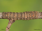  66.012 Lappet larva 25mm Copyright Martin Evans 