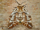  67.001 Kentish Glory female Copyright Martin Evans 