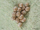  68.001 Emperor Moth ova 1mm Copyright Martin Evans 
