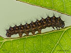  68.001 Emperor Moth larva 8mm Copyright Martin Evans 