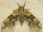  69.001 Lime Hawk-moth female Copyright Martin Evans 