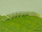  69.003 Poplar Hawk-moth larva 22mm Copyright Martin Evans 