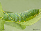  69.003 Poplar Hawk-moth larva 43mm Copyright Martin Evans 