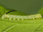  69.005 Deaths Head Hawk-moth larva 10mm Copyright Martin Evans 