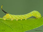  69.005 Deaths Head Hawk-moth larva 19mm Copyright Martin Evans 