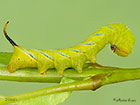  69.005 Deaths Head Hawk-moth larva 26mm Copyright Martin Evans 