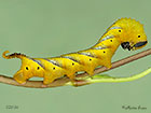  69.005 Deaths Head Hawk-moth larva 32mm Copyright Martin Evans 