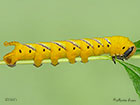  69.005 Deaths Head Hawk-moth larva 45mm Copyright Martin Evans 