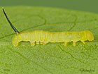  69.011 Oleander Hawk-moth larva 9mm Copyright Martin Evans 