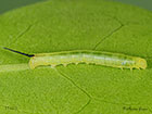  69.011 Oleander Hawk-moth larva 11mm Copyright Martin Evans 