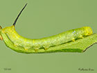  69.011 Oleander Hawk-moth larva 13mm Copyright Martin Evans 