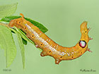  69.011 Oleander Hawk-moth larva 60mm Copyright Martin Evans 