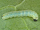  69.015 Striped Hawk-moth larva 6mm Copyright Martin Evans 