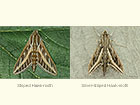  69.015 Striped Hawk-moth and Silver-striped Hawk-moth Copyright Martin Evans 