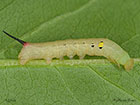  69.018 Silver-striped Hawk-moth larva 14mm Copyright Martin Evans 
