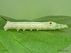  69.018 Silver-striped Hawk-moth larva 35mm Copyright Martin Evans 