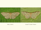  70.005 Silky Wave and Dwarf Cream Wave Copyright Martin Evans 