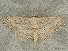  70.008 Small Dusty Wave Copyright Martin Evans 