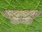  70.008 Small Dusty Wave Copyright Martin Evans 