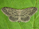  70.008 Small Dusty Wave Copyright Martin Evans 