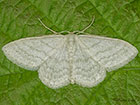  70.009 Satin Wave Copyright Martin Evans 