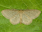  70.010 Dotted-border Wave Copyright Martin Evans 