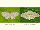  70.010 Dotted-border Wave and Small Fan-footed Wave Copyright Martin Evans 