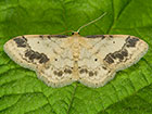  70.012 Treble Brown Spot Copyright Martin Evans 