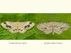  70.012 Treble Brown Spot and Single-dotted Wave Copyright Martin Evans 
