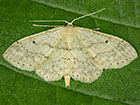  70.013 Small Fan-footed Wave Copyright Martin Evans 